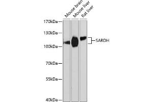 SARDH antibody  (AA 300-560)