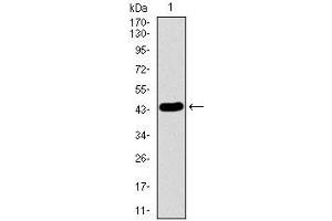 LMO2 antibody  (AA 1-158)