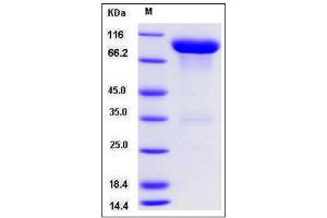 Image no. 1 for Vanin 1 (VNN1) (AA 1-487) protein (Fc Tag) (ABIN2008438)