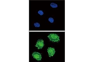 Confocal immunofluorescent analysis of SOCS1 Antibody (N-term) (ABIN652738 and ABIN2842489) with 293 cell followed by Alexa Fluor?