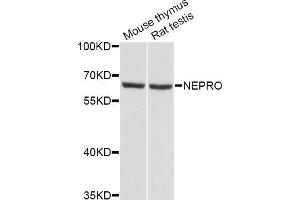 Image no. 1 for anti-cDNA Sequence BC027231 (BC027231) antibody (ABIN4903019)
