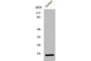 PPP1R14C antibody  (Internal Region)