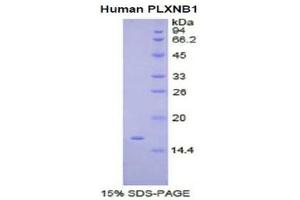 Image no. 1 for Plexin B1 (PLXNB1) (AA 47-126) protein (His tag) (ABIN1080549)