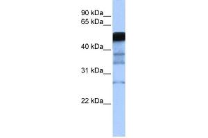 Image no. 1 for anti-E3 ubiquitin-protein ligase RAD18 (RAD18) (Middle Region) antibody (ABIN2774765)