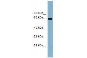 Image no. 1 for anti-Interleukin 22 Receptor, alpha 1 (IL22RA1) (Middle Region) antibody (ABIN634946)