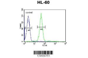 Image no. 3 for anti-Gastrin-Releasing Peptide Receptor (GRPR) (AA 123-152) antibody (ABIN653747)