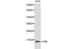 Image no. 1 for anti-S100 Calcium Binding Protein B (S100B) (pSer100) antibody (ABIN3021048)