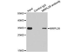 Image no. 2 for anti-Mitochondrial Ribosomal Protein L28 (MRPL28) antibody (ABIN6144010)