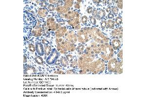 Image no. 3 for anti-Kelch-Like ECH-Associated Protein 1 (KEAP1) (C-Term) antibody (ABIN2775979)