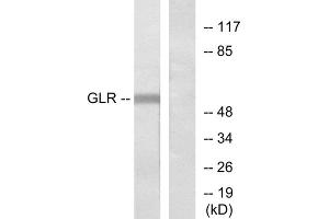 anti-Glycine Receptor, alpha 2 (GLRa2) (Internal Region) antibody