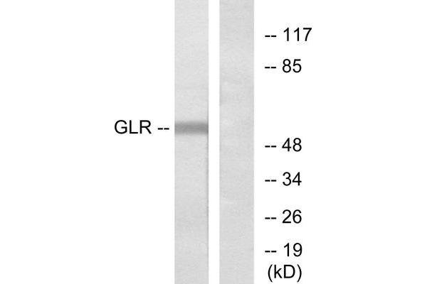GLRa2 Antikörper  (Internal Region)