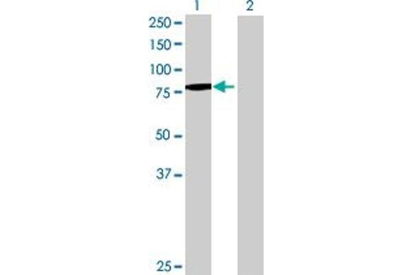 anti-Zinc Finger and BTB Domain Containing 33 (ZBTB33) (AA 1-673) antibody