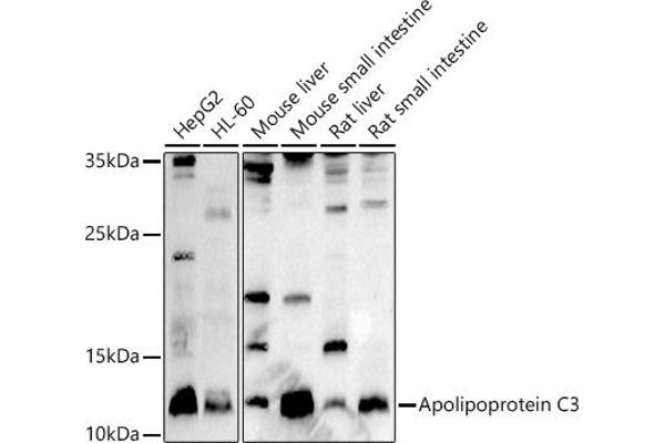 APOC3 antibody  (AA 1-99)