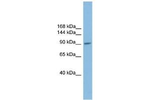 Image no. 1 for anti-Piwi-Like 2 (PIWIL2) (N-Term) antibody (ABIN2787066)