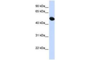 Image no. 1 for anti-Solute Carrier Family 2 (Facilitated Glucose Transporter), Member 9 (SLC2A9) (AA 288-337) antibody (ABIN6740840)