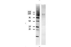 Image no. 4 for anti-E3 ubiquitin-protein ligase RAD18 (RAD18) (C-Term) antibody (ABIN2452085)