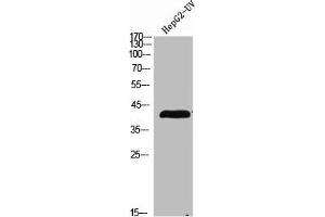 LEFTY2 anticorps  (C-Term)