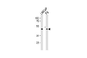 Western blot analysis of lysates from LNCaP, mouse F9 cell line (from left to right), using Sox17 Antibody (C-term) (ABIN6243372 and ABIN6577631).
