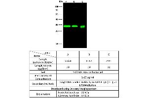 Image no. 1 for anti-Nucleoside Phosphorylase (NP) (AA 1-289) antibody (ABIN2692826)