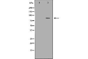 Image no. 2 for anti-Transducin-Like Enhancer of Split 1 (E(sp1) Homolog, Drosophila) (TLE1) (Internal Region) antibody (ABIN6265592)