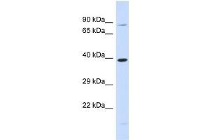 Image no. 1 for anti-Rhomboid, Veinlet-Like 2 (RHBDL2) (N-Term) antibody (ABIN2782918)