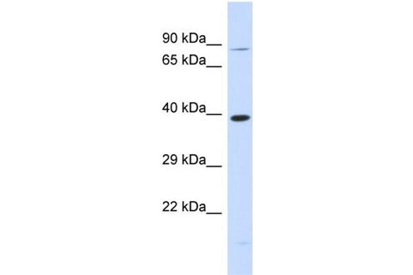 anti-Rhomboid, Veinlet-Like 2 (RHBDL2) (N-Term) antibody