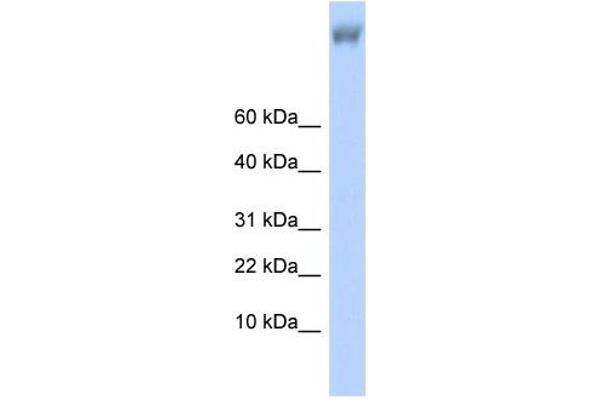 anti-Zinc Finger Protein 644 (ZNF644) antibody