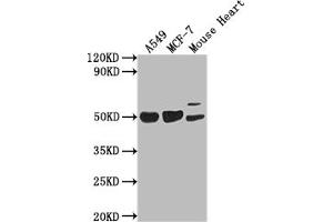 SLIT-ROBO rho GTPase Activating Protein 2B (SRGAP2B) (AA 79-150) anticorps