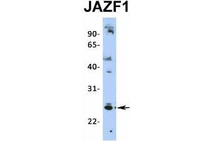 Image no. 2 for anti-JAZF Zinc Finger 1 (JAZF1) (N-Term) antibody (ABIN2775141)