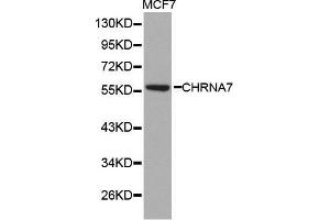Image no. 1 for anti-Cholinergic Receptor, Nicotinic, alpha 7 (Neuronal) (CHRNA7) antibody (ABIN1512763)