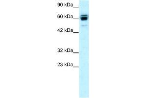 Image no. 1 for anti-Ring Finger Protein, LIM Domain Interacting (RLIM) (C-Term) antibody (ABIN2779480)