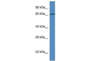 Image no. 1 for anti-Dihydroxyacetone Kinase 2 Homolog (DAK) (N-Term) antibody (ABIN928775)