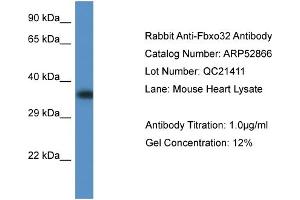 Image no. 1 for anti-F-Box Protein 32 (FBXO32) (C-Term) antibody (ABIN2785131)