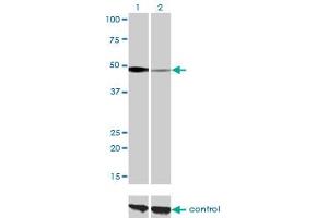 Image no. 4 for anti-Nuclear Factor I/C (CCAAT-Binding Transcription Factor) (NFIC) (AA 1-428) antibody (ABIN561976)