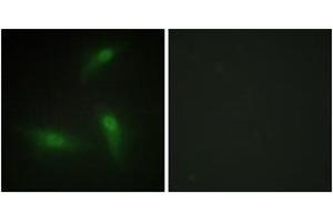 Image no. 2 for anti-Heterogeneous Nuclear Ribonucleoprotein A1 (HNRNPA1) (AA 51-100) antibody (ABIN1533600)