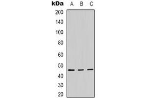 Image no. 1 for anti-Opsin 3 (OPN3) (Center) antibody (ABIN3066763)