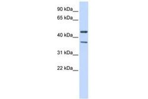 Image no. 1 for anti-Potassium Inwardly-Rectifying Channel, Subfamily J, Member 4 (KCNJ4) (C-Term) antibody (ABIN6742548)