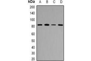 Image no. 2 for anti-Zona Pellucida Glycoprotein 2 (ZP2) antibody (ABIN3223032)
