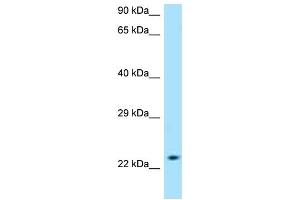 Image no. 1 for anti-Solute Carrier Family 50 (Sugar Transporter), Member 1 (RAG1AP1) (C-Term) antibody (ABIN2789290)