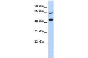 Image no. 1 for anti-Replication Factor C (Activator 1) 4, 37kDa (RFC4) (Middle Region) antibody (ABIN2782476)