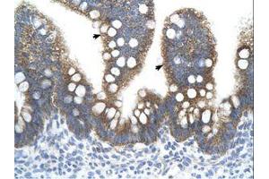 Image no. 2 for anti-Transcription Factor B2, Mitochondrial (TFB2M) (AA 101-150) antibody (ABIN324355)