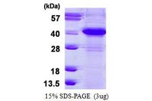 Image no. 1 for Excision Repair Cross Complementing Polypeptide-1 (ERCC1) protein (His tag) (ABIN1098618)