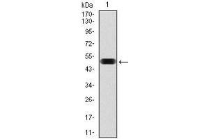 Image no. 6 for anti-Eukaryotic Translation Initiation Factor 4B (EIF4B) antibody (ABIN969517)