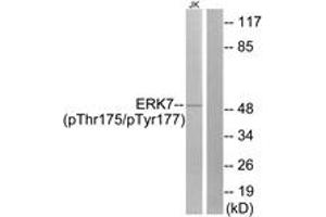 Western blot analysis of extracts from Jurkat cells, using ERK8 (Phospho-Thr175+Tyr177) Antibody.