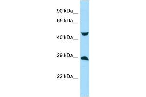 Image no. 1 for anti-Myc Target 1 (MYCT1) (Middle Region) antibody (ABIN2790424)