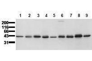Image no. 1 for anti-Casein Kinase 1, epsilon (CSNK1E) (AA 355-380) antibody (ABIN126752)