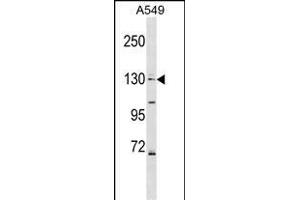 COL4A6 Antibody (Center) (ABIN1538653 and ABIN2848928) western blot analysis in A549 cell line lysates (35 μg/lane).