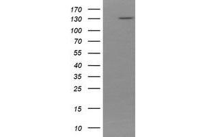 Image no. 2 for anti-Protocadherin 7 (PCDH7) antibody (ABIN1500047)