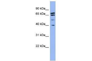 Image no. 2 for anti-Endophilin-A1 (SH3G2) (Middle Region) antibody (ABIN2786767)