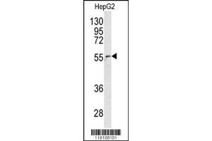 Image no. 1 for anti-Nucleoporin 62kDa (NUP62) antibody (ABIN2447355)